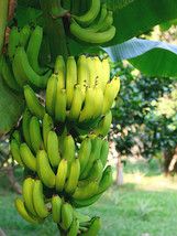Live Plant Gran Nain Banana Live Fruit Tree Plant (aka Grand Nain) - Musa - £40.61 GBP