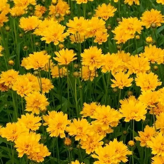 Lance-Leaf Coreopsis Sunburst 100 Seeds Perennial Wildflower Tickseed Non-GMO - $9.80