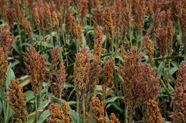 THJAR 100 Wild Game Food Plot Sorghum Aka Milo Deer &amp; Game Bird Bicolor Seeds *C - £3.93 GBP