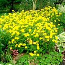 500 Common Evening Primrose Seeds Annual Wildflower Summer Patio Container Fast - £6.54 GBP