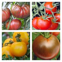 Cold Tolerant Tomato Mix Organic Seeds Gardening USA Shipping - $10.00