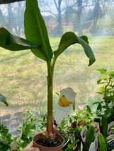Patio Fruit Banana Plant Musa Truly Tiny Dwarf Banana Tree 4&quot; Pot Live P... - $14.85