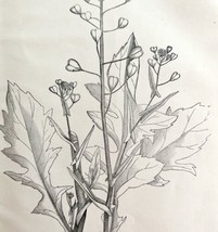 Shepherd&#39;s Purse Flower Drawing Victorian 1887 Art Print Agriculture DWT9C - £19.66 GBP