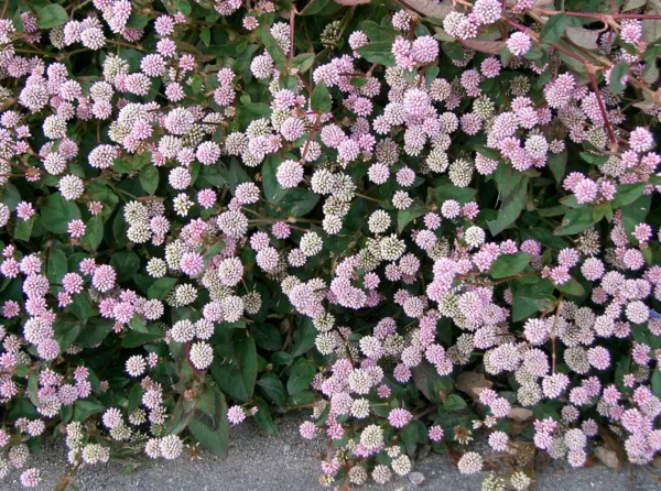 20 Punching Balls Pink Buttons Persicaria Capitata Polygonum Flower Seed... - $150.16 MXN