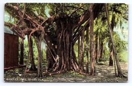 Postcard Banyan Tree Miami Florida FL - £3.54 GBP