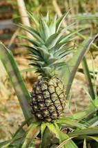 10 Pineapple Seeds From US - $10.00