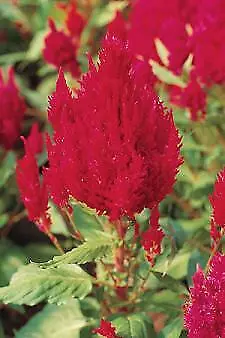 Celosia Glorious Red 500 seeds - $24.03