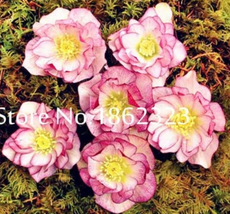 100  pcs/Bag Unique Mixed Colors Japanese Bonsai Potted,Helleborus Flower Plants - £3.57 GBP