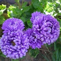 Duchess Peony Dark Blue Aster Flower 100 + Pure Seeds  - £5.15 GBP