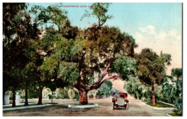 No. 1821 California Live Oak Trees CA Mitchell Postcard - £9.89 GBP