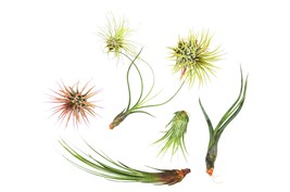 7 Air Plant Variety Pack - Tillandsias - $891.43 MXN