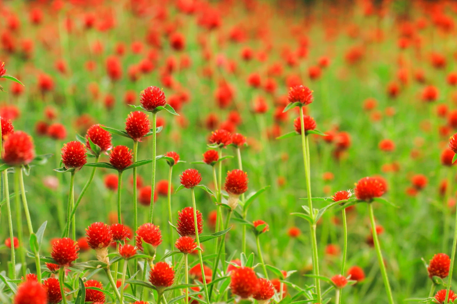 50 STRAWBERRY FIELDS GOMPHRENA Haageana Globe Amaranth Scarlet Red Flowe... - $272.95 MXN