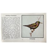 Starling Bird Print 1931 Blue Book Birds Of America Antique Art PCBG13B - $19.99