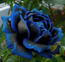 Blue Rare Midnight Supreme Rose 25 Seeds - £7.23 GBP