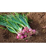 100 Scarlet Bandit Bunching Onion Red Allium Cepa Bulk Seeds - $11.75