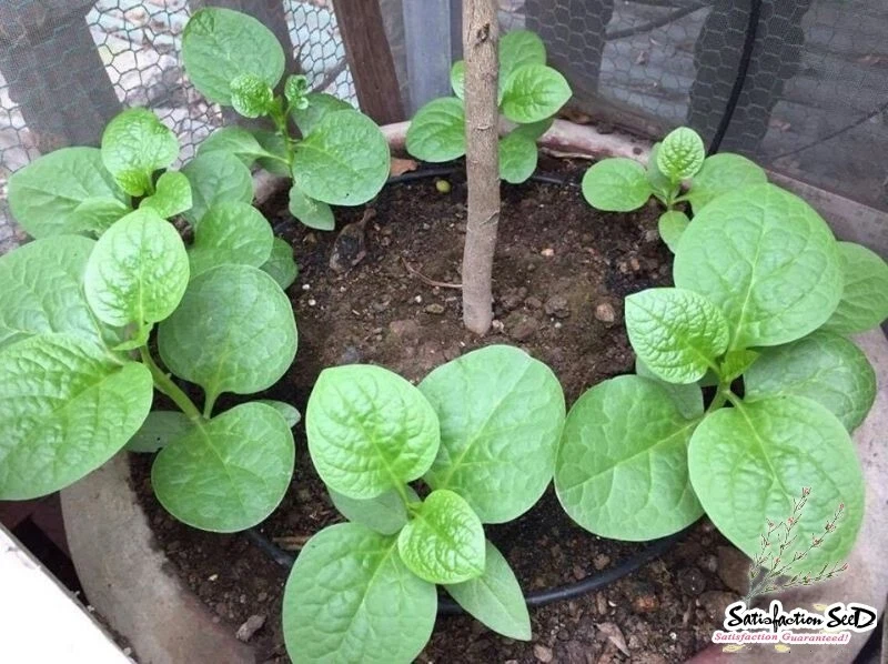 50+ 500+ Organic Green Malabar Spinach Big Leaves Seeds /Ceylon/M?ng T?i... - $8.96