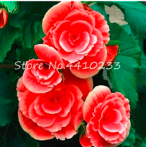 100 Pcs Colorful Begonia Mixed Color Rieger Begonias Flower Plant Potted Family  - £6.23 GBP
