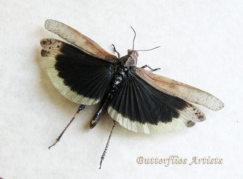 Dissosteira Carolina Real Black-winged Grasshopper Framed Entomology Sha... - $59.99