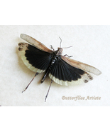 Dissosteira Carolina Real Black-winged Grasshopper Framed Entomology Sha... - £47.95 GBP