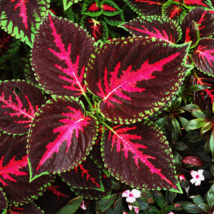 Rainbow Coleus - 100 Seeds - $9.68