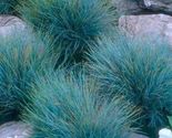 50 Blue Fescue Ornamental Grass Seed Festuca Glauca Semi Evergreen Peren... - £11.97 GBP