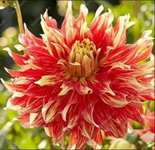 100 Seeds Dahlia Flower Seeds Goldenish Red Double Flowers Fresh - £4.80 GBP