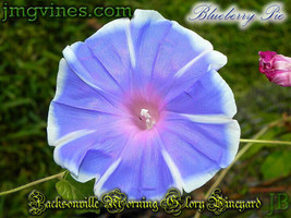 6 seeds Blueberry Pie Japanese Morning Glory Speedy Greens for Immediate Enjoyme - £11.70 GBP