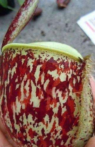 Nepenthes ampullaria tricolor