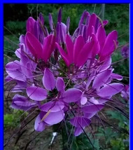 Violet Queen Cleome 30 Seeds-(Spider Flower) Comb. S/H FREE SHIPPING - Organic - £4.54 GBP