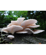 30x Gourmet Mushroom Plugs Mycelium LUNG OYSTER Mushroom Growing Fungi C... - $13.49