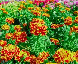 60 Seeds French Marigold Mix Non GMO Heirloom Fresh Annual Flower - £14.08 GBP