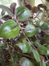 Rare Wandering Jewel - Tradescantia Zebrina var. Mollipila &#39;Purple Plush&#39; - £5.58 GBP