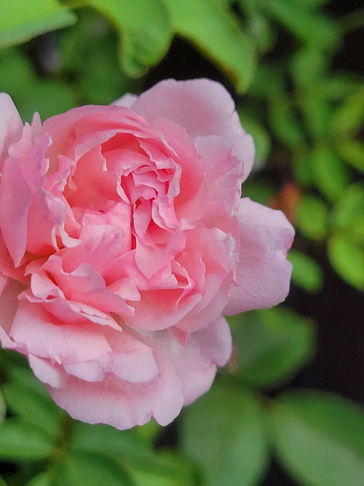 3 Pink Garden Rose UNROOTED CUTTING- CLIMBING ROSE 5-8&quot; Long Super Fragant - $35.00