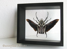 Flying Beetle Goliathus Undulatus RARE Framed Entomology Double Glass Di... - $218.99