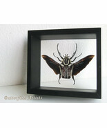 Flying Beetle Goliathus Undulatus RARE Framed Entomology Double Glass Di... - $4,162.31 MXN