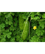 Buah Pare Bitter Gourd - Momordica charantia (Dried), 80 Gram - $24.05