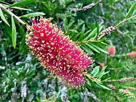 USA Seller 15 Scarlet Bottlebrush Seeds Callistemon Rugulosus Fresh Seeds - $11.80