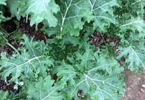 White Russian Kale Organic Seed US Fast Shipping - $37.06 MXN