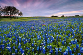 Thjar Authentic Texas Bluebonnet Wildflower Heirloom Non-GMO 50 Seeds! - £4.70 GBP