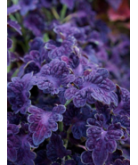25 Seeds Purple Rainbow Coleus Flowers Rainbow Dragon Best Price - £6.19 GBP