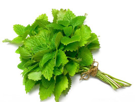PS Lemon Balm Seeds Seeds Heirloom Non Gmo Mosquito Repellent 500 Seeds ... - $201.97 MXN