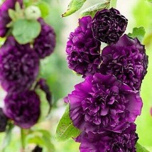 25 Double Dark Purpl Hollyhock Seeds Perennial Flower Seed Flowers 865 U... - $5.62