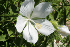 5 Pc Seeds White Texas Star Hibiscus Plant, Hibiscus coccineus Alba Seeds | RK - £14.94 GBP
