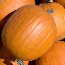 New Fresh Seeds Mammoth Gold Pumpkin Seeds 10 Ct Giant 4060 Lbs Vegetable Garden - $6.50