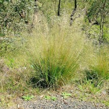 Best 900 Seeds Sand Love Grass Seeds Native Ornamental Drought Heat Cold Poor So - £7.05 GBP