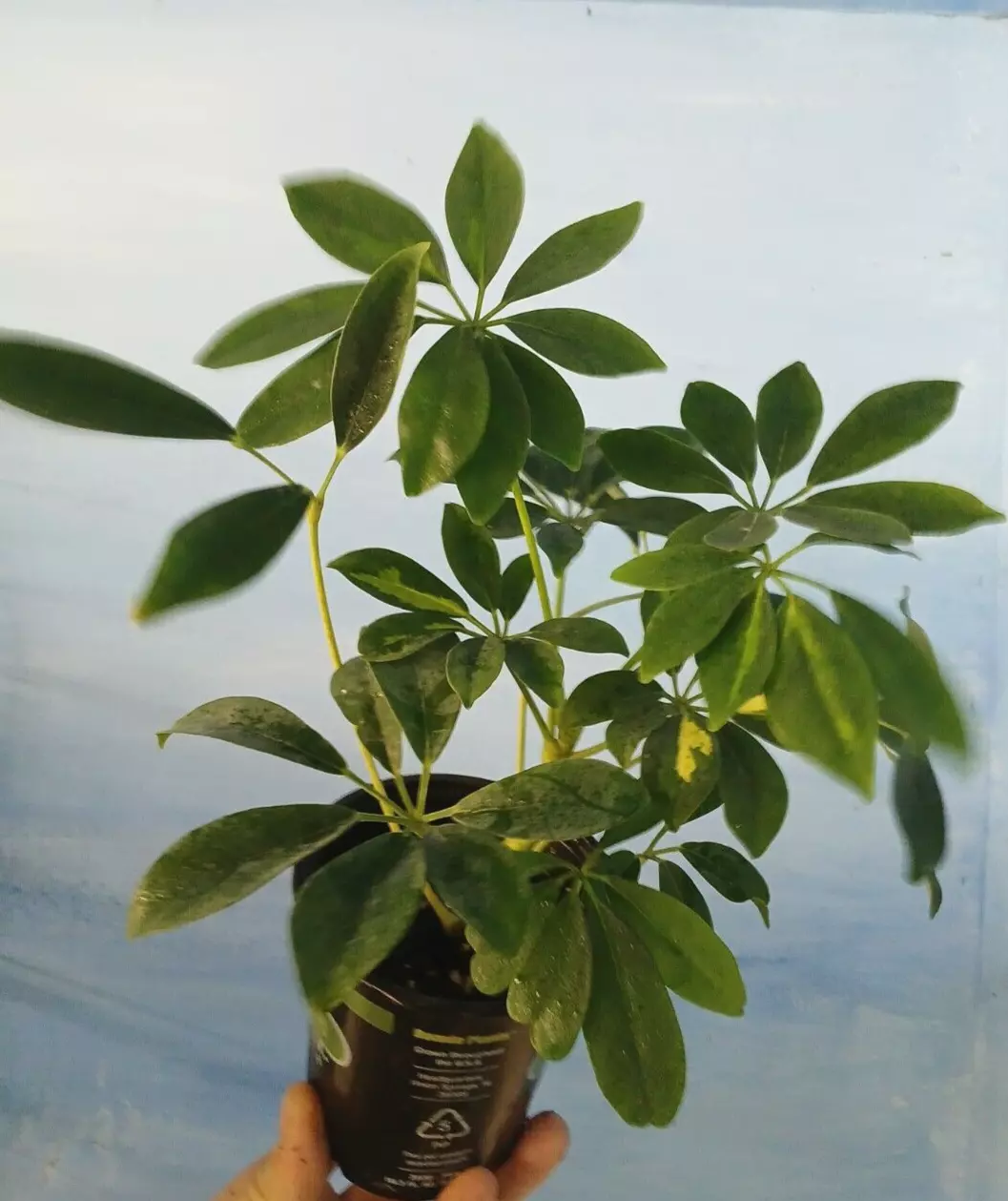 Trinette Variegated Schefflera Live Plants~Arboricola~Umbrella tree 8+&quot; tall - $34.99