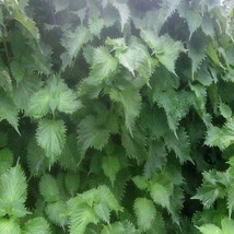 100 Green Shiso Seeds Ao Green Ohba Ao Japanese Perilla Frutescens Var Crispa US - $13.49