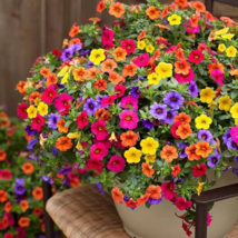 Mix Garden Petunia Shuttlecock Flower Horn Bonsai Flower - 200 Seeds - £4.82 GBP