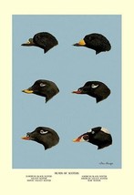 Heads of Scoters 20 x 30 Poster - £21.09 GBP