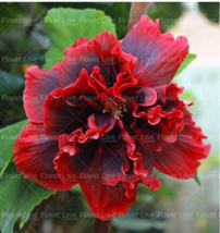 100 Seeds Giant Double Hibiscus Garden Beautiful - £3.98 GBP